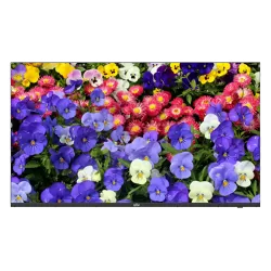 Monitor ultra-slim LED, 4K UHD, 43'', HDMI, DP, Audio 2x5W - UNV MW3243-F-V